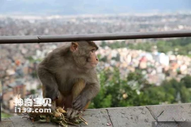 Visiting Nepal's world-famous Monkey Temple