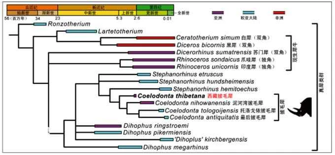 The four known species of woolly rhinoceros and their characteristics