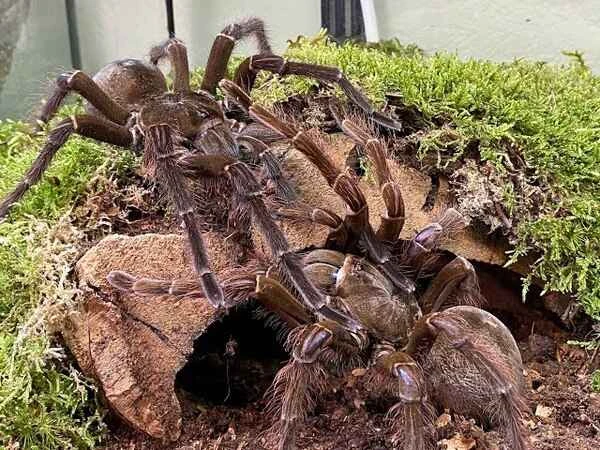 Meet the giant bird-eating spider: the world's largest and most fascinating spider.