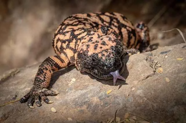 Gila Poison Lizard 吉拉毒蜥
