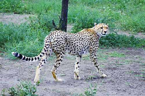 Detailed information and habits of cheetahs