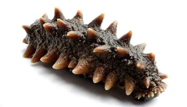 sea cucumber 海参