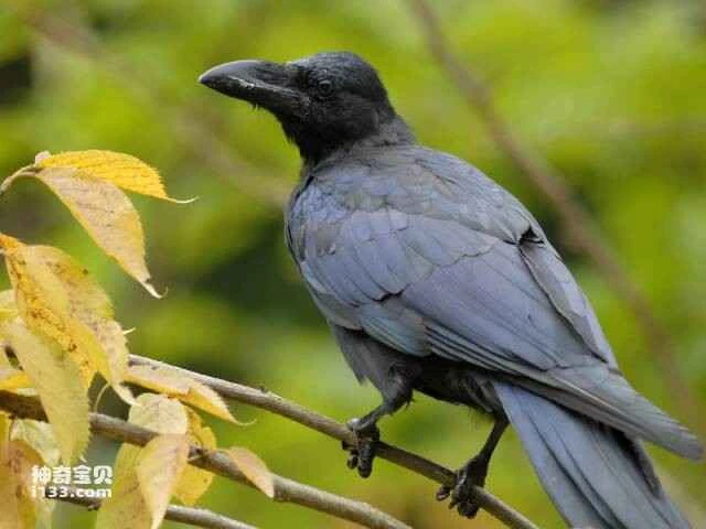 The world's top ten most intelligent birds (the wisest birds)