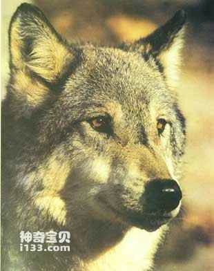 Arctic wolf lifestyle