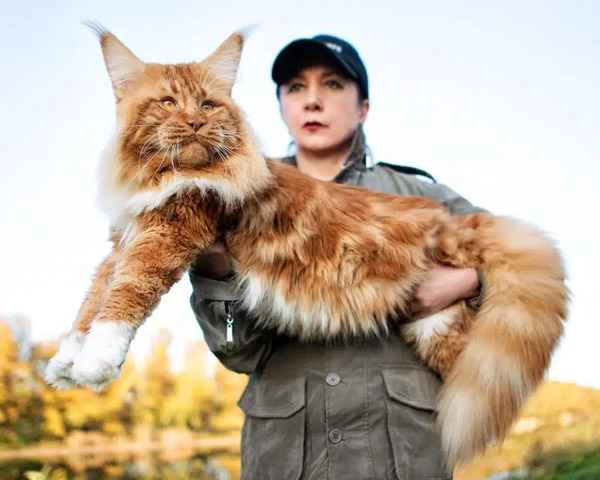 The largest house cat