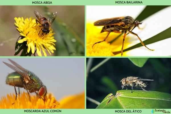 Tipos de moscas - Otros tipos de moscas