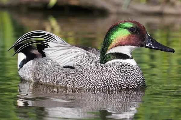 Korean Animals - Throat-Cut Duck (Mareca falcata)