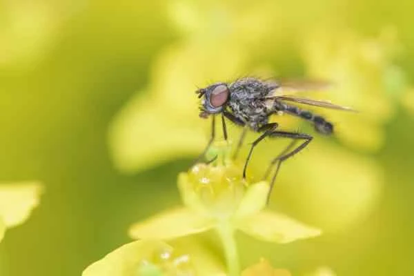 Tipos de moscas - Mosca de la col (Delia sp.)