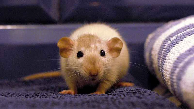 How long do mice live? A detailed explanation of the factors that affect mouse lifespan.