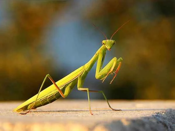 Should you chase away a praying mantis in your room? You'll understand after reading this.