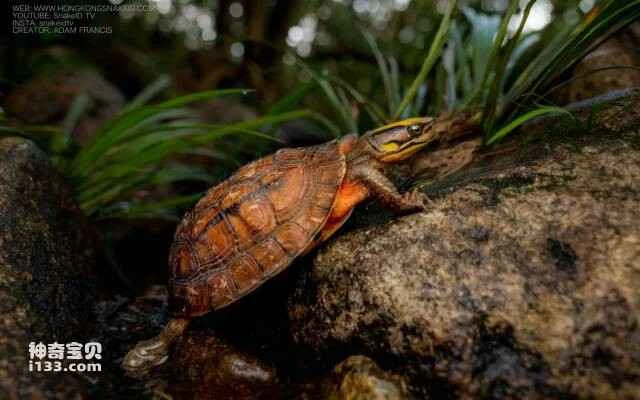 The world's top ten semi-aquatic turtles, adept at both climbing mountains and swimming.