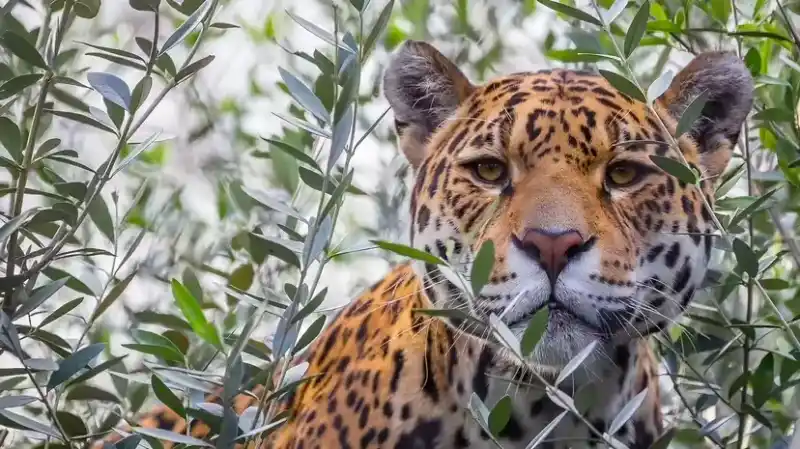 Jaguar vs. Panther: Less a "species battle" and more a "color mutation vs. species" conflict.