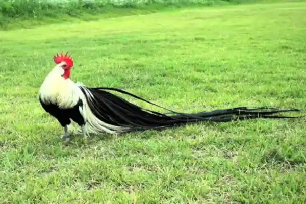 2025082612626679.webp 11.webp