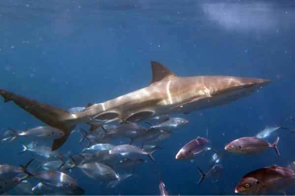 Mediterranean shark - Copper shark (Carcharhinus brachyurus)