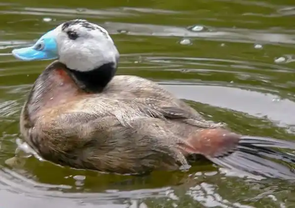 2025073139451056.webp 5.webp