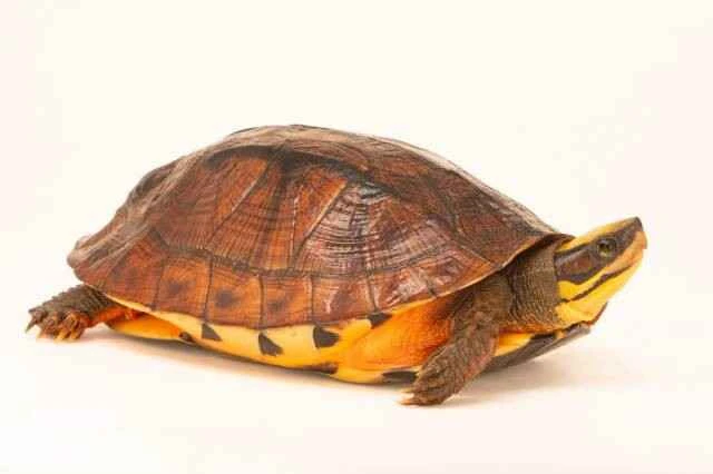 The world's 10 most expensive turtles, the number one is practically a moving gold ingot.