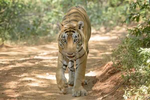 Animales de la India - Tigre de Bengala o Panthera tigris tigris