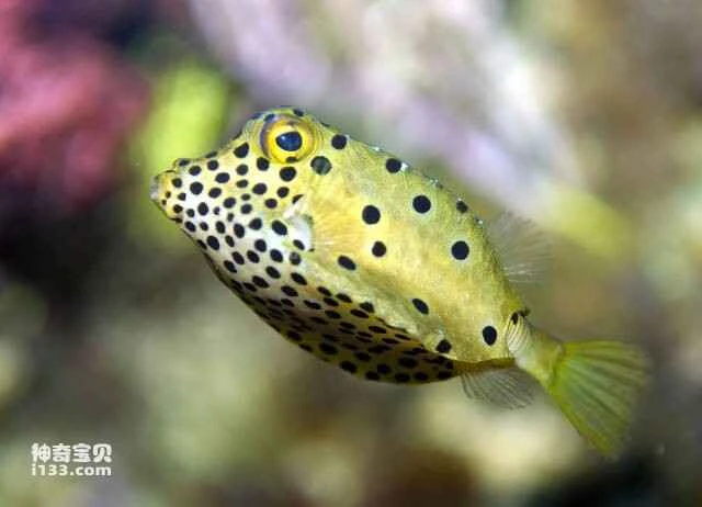 Top 10 cutest ornamental fish in the world