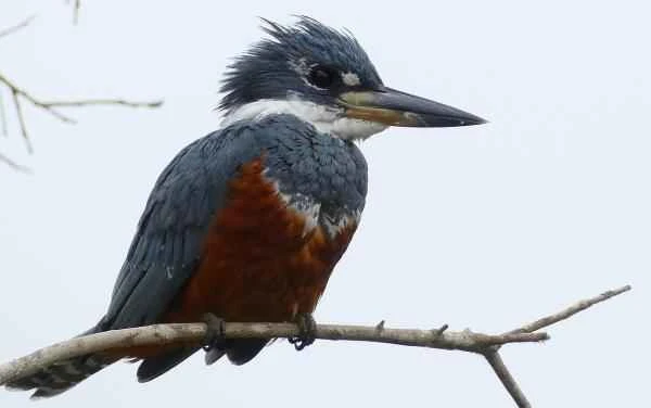 Aves de Argentina - Martin pescador gigante