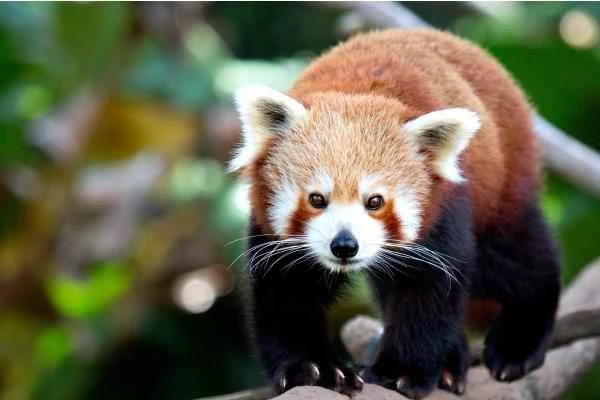 Animals in China - Red Panda or Red Panda