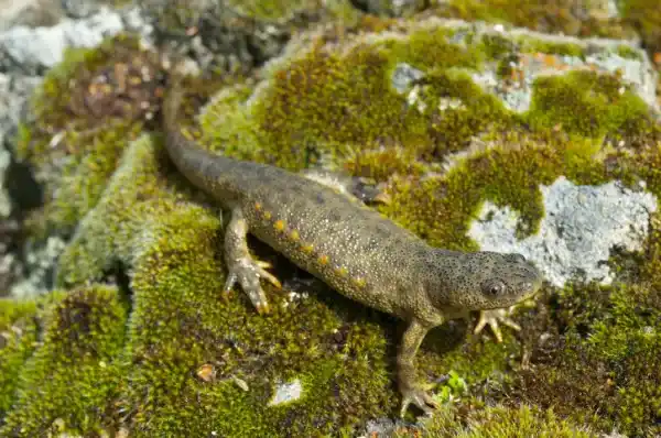 Iberian newt (Gallipato): Definition, characteristics and interesting facts