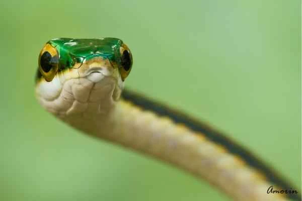 Mexican reptiles - Mexican parrot snake (Leptophis mexicanus)