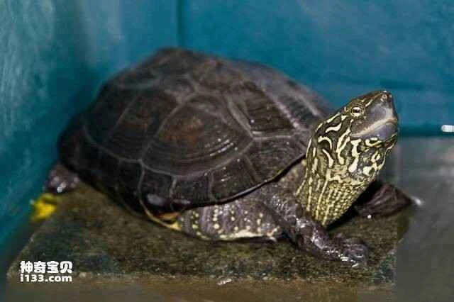 Top 10 turtles with high medicinal value: a mobile treasure trove of traditional Chinese medicine.