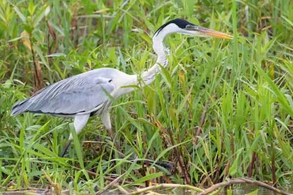 Wading birds: What are they and examples - Black-backed egret