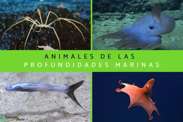 Deep-sea animals: 13 strange creatures living in extreme environments