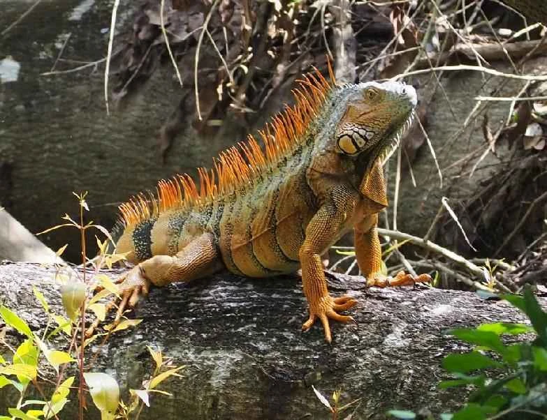 The diet of wild lizards: a diverse palette