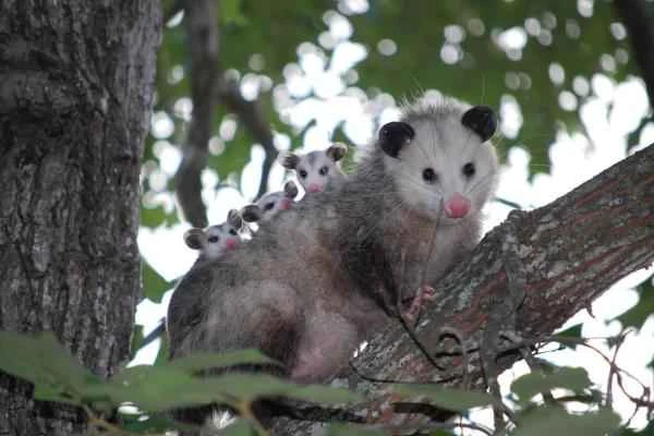 Animales que se hacen los muertos - Zarigüeya de Virginia (Didelphis virginiana)