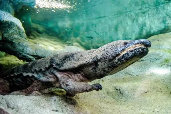 Chinese Animals - Chinese Giant Salamander