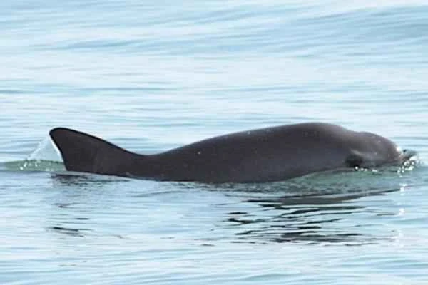 The endangered vaquita (Phocoena sinus) of Baja California.