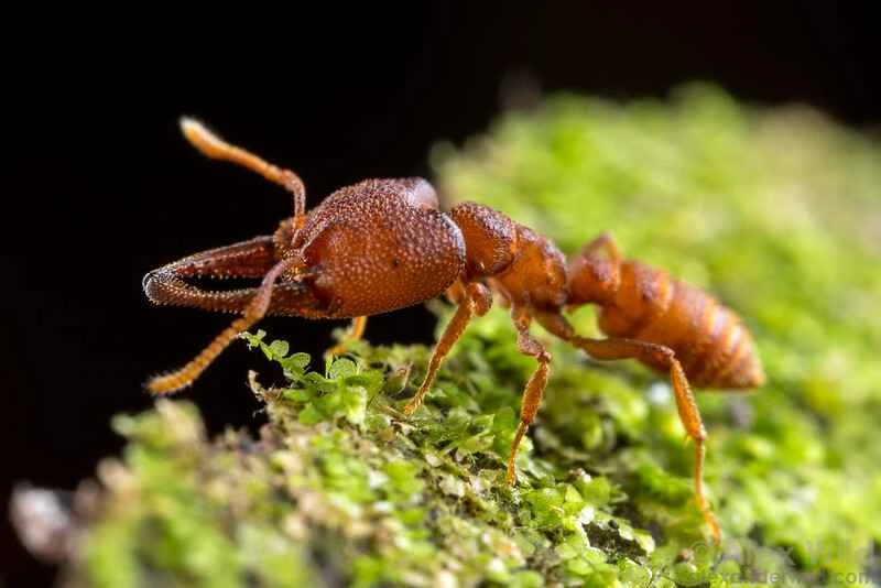 The world's ten most sensitive animals