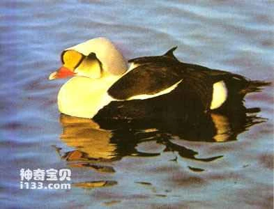Eider duck's living habits