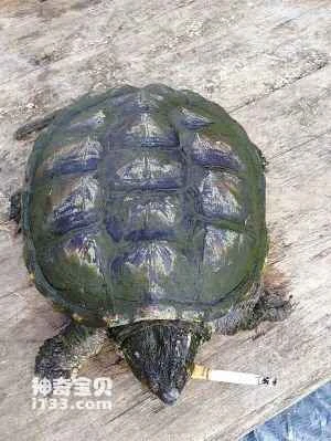 The alligator snapping turtle smokes 10 cigarettes a day.