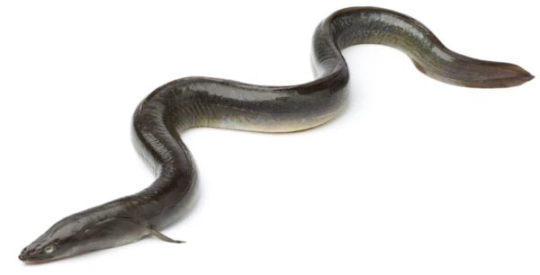 Top 10 Seafood Delicacies in January: A Winter Feast for the Taste Buds