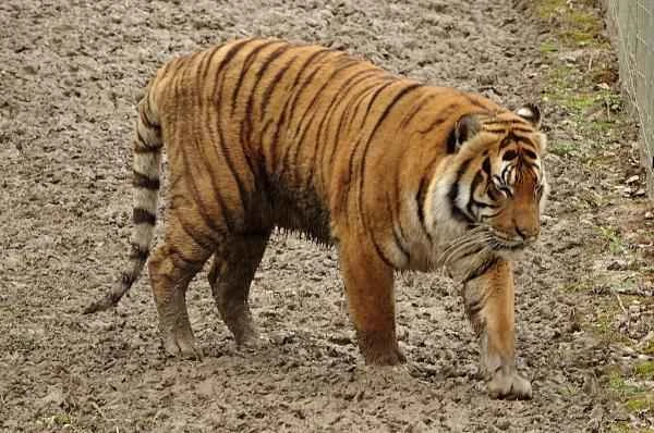 Tiger species - Malayan tiger