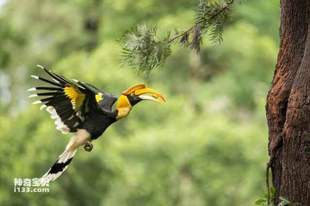 Top 10 Lovebirds in the World