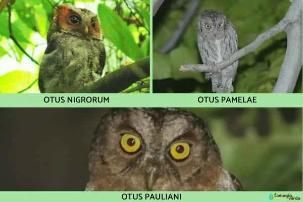 Owl species - Owl genus
