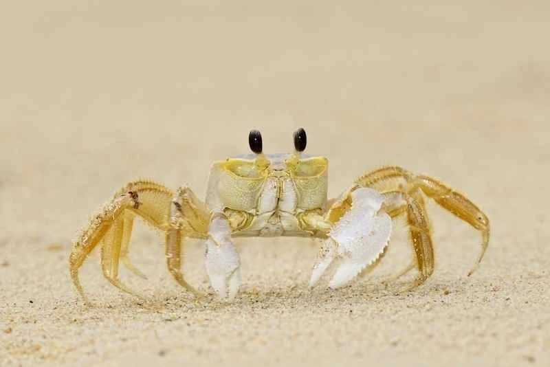 The world's top ten eyeless animals