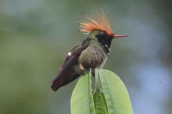Colibríes en peligro de extinción - Coqueta de Guerrero (Lophornis brachylophus)
