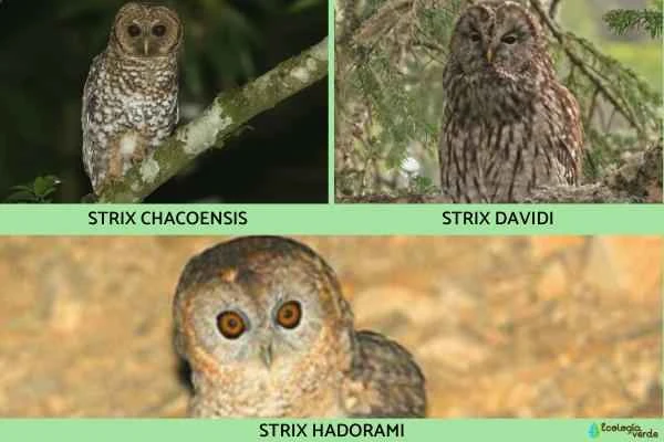 Types of owls -