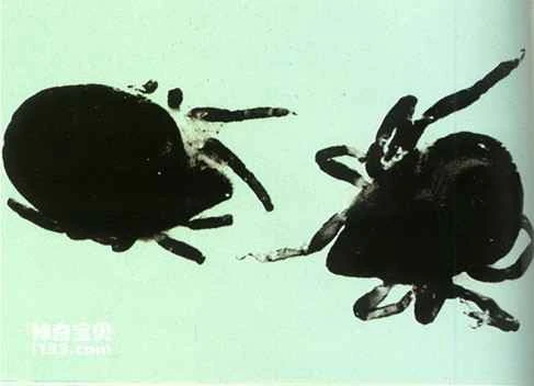 The living habits of land animals in Antarctica