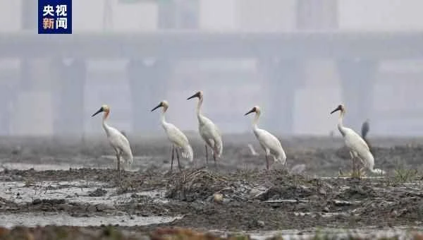 Five Siberian cranes, considered "living fossils" of birds, have been discovered in Quanzhou, Fujian Province, setting a new record.
