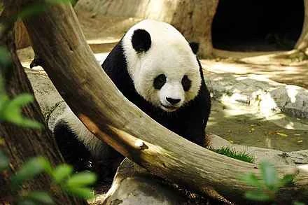 Detailed information and habits of pandas