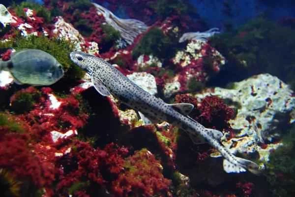 Mediterranean shark - Small spotted catshark (Scyliorhinus canicula)