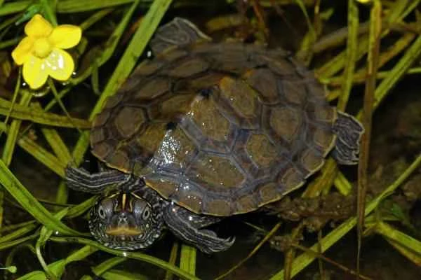 Spiny animals—the false map turtle (Graptemys pseudogeographica)