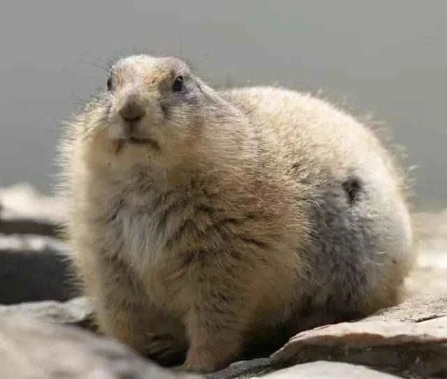 Rodent species in Connecticut