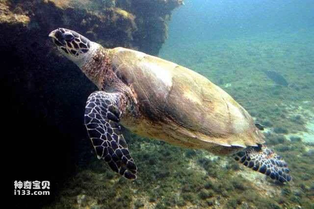 Thousand-year-old tortoises and ten-thousand-year-old turtles: Top 10 longest-living turtle species in the world